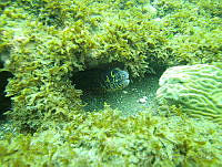 JAJ0349 Echidna catenata.jpg