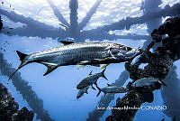 MN6NySH0034 Megalops atlanticus.jpg