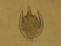 JSP058 Ceratium limulus.JPG