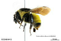 ME006 Abejas 0065 Bombus nigrodorsalis Franklin 1914.jpg