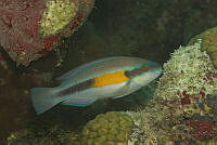 IDG1670 Scarus iseri.jpg
