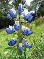 MCS150 Lupinus variicolor.JPG