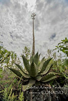 ZAPF0544 Agave sp..jpg