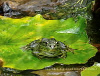 LCF0190 Lithobates catesbeianus.jpg