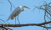 SM0630 Ardea alba.jpg