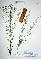 DZAJ579 Gutierrezia microcephala.JPG