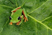 JMRM03 Agalychnis moreletii.jpg