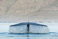 MN6FS 0116 Balaenoptera musculus.jpg