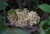ZAPF 0775 Ramaria botrytis.jpg