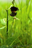 3582 Macroptilium atropurpureum.jpg