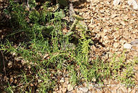 MRG-2018-824 Batis maritima (MRG-6mar18-b).JPG