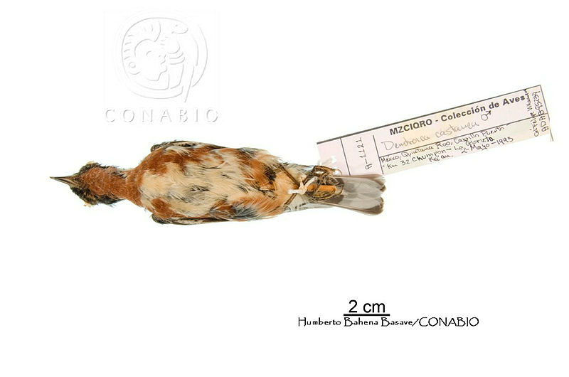 ME006%20Aves%200161%20Dendroica%20castanea.jpg.rSeTifvzMRUH68VhQA3g0JtbmFja29CbnFuZ3NAbXJ6LGtwZwA.ne1uUv9vqY