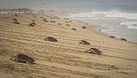 MASM08281 Lepidochelys olivacea.jpg