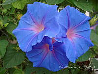 DPC002 Ipomoea sp..jpg