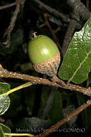 MDLLPG0119 Quercus castanea.jpg
