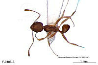 ME006 Hormi 0335 Pheidole flavens.jpg