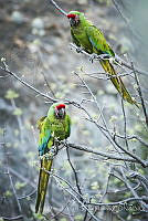 MASM07508 Ara militaris.jpg