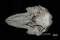 ME006 MM 060 Globicephala macrorhynchus.jpg