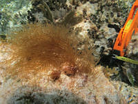 BDP0199 Ceramium nitens.jpg
