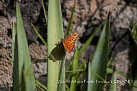 ZAPF0369 Agraulis vanillae.jpg