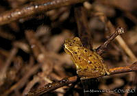 IMDOC0081 Tlalocohyla smithii.jpg