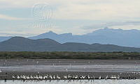 AAKVDH 0429 Pelecanus erythrorhynchos.JPG
