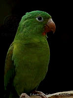 ELC0065 Brotogeris jugularis.jpg