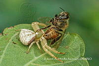 MN6PG0269 Thomisidae.jpg