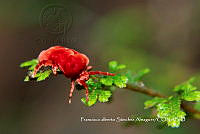 MN6PG0330 Dinothrombium.jpg