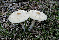 TJ001 Lepiota cristata.jpg