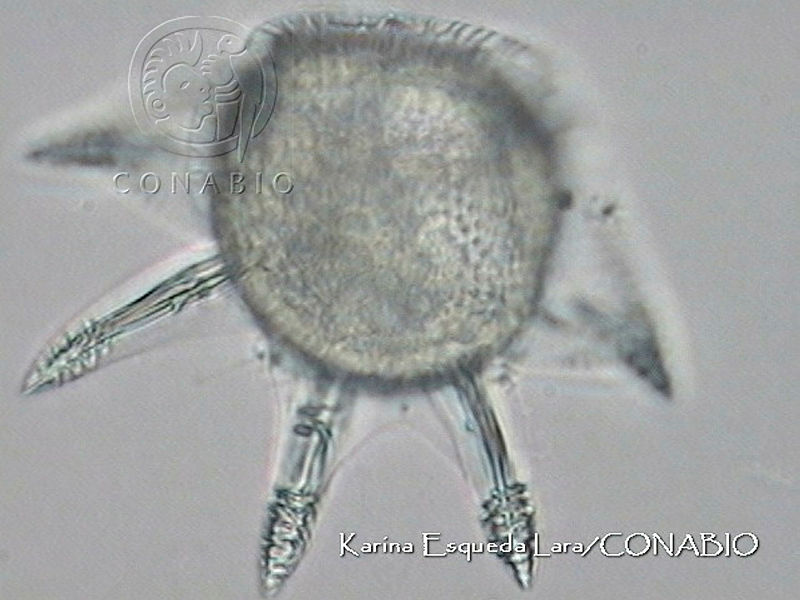 KEL0062%20Ceratocorys%20gourretii.JPG.jCeR5 f0MTHxg7VfQA3g0JtbmFja29CbnFuZ3NAbXJ6LGtwZwA.uh Vy6qh8F