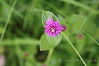 MHSO52 Gomphrena serrata.jpg