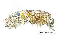 NE018 1225 Pomatogebia-operculata_V.jpg