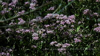 JJSE0009 Acourtia wrightii.JPG