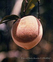 PDA0063 Prunus persica.JPG