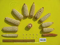 TampJVG175 Zea mays.jpg