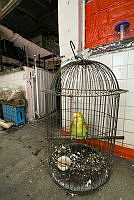 IMDOC2109 Amazona oratrix.jpg