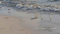 LCF 0480 Calidris alba.jpg