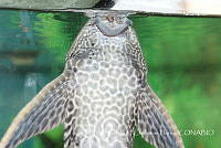 LCF0459 Hypostomus plecostomus.jpg