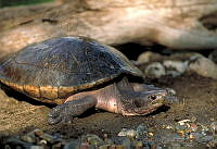 GC0077 Dermatemys mawii.jpg