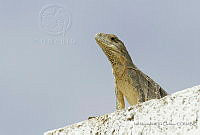 IMDOC1728 Ctenosaura similis.jpg
