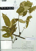 YPH1608 Guazuma ulmifolia.jpg