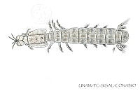 UNAM_FC-SISAL-0094 Nannosquilla schmitti.jpg