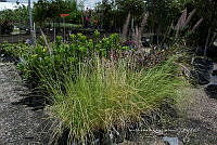 IMDOC 5954 Pennisetum verde.jpg