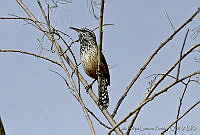 LFLR0026 Campylorhynchus brunneicapillus.jpg