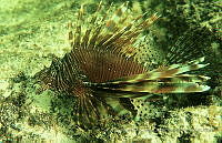 BDPyJCPP004 Pterois volitans.jpg