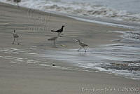 HJ6- 0001- Pluvialis squatarola, Tringa semipalmata, Quiscalus mexicanus.jpg