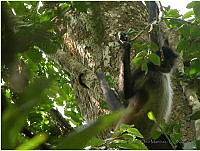 TDJOM010 Ateles geoffroyi.jpg