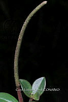 Zongo 0233 Peperomia consoquitlana C. DC..jpg
