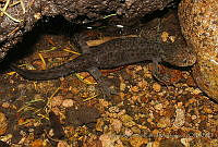 RACA 0042 Ambystoma altamirani.jpg